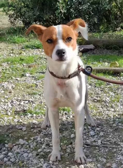 CARAMELLO - hübscher Braunkopf ist bereit für einen Neuanfang