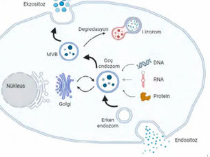 Glioblastoma (GBM) Gelişimi, Tanı ve Tedavisinde Eksozomların Rolü