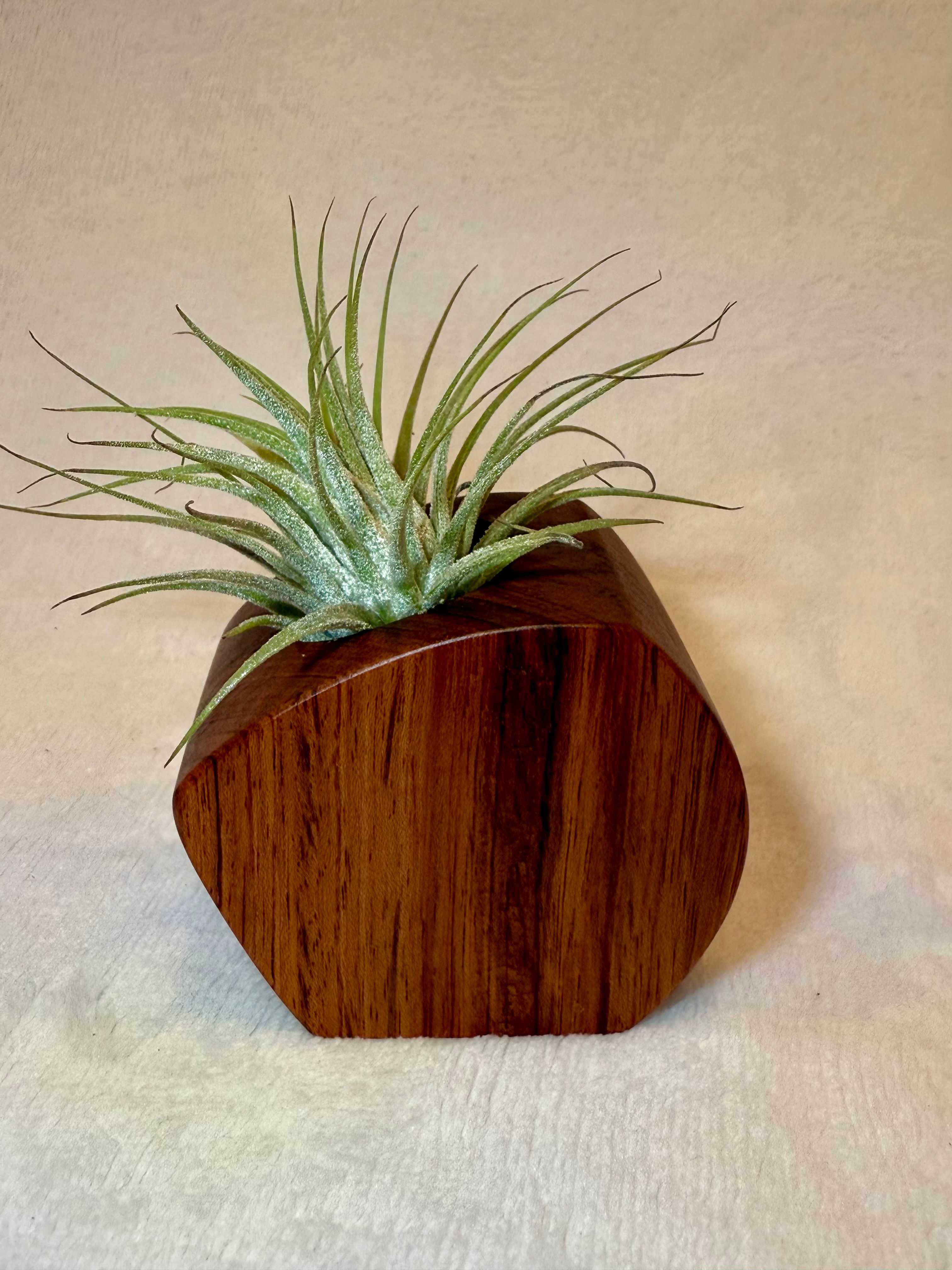 Air Plant Holder