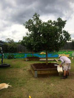 400L ficus in natural wood planter box