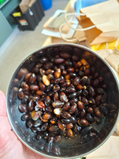 Mangeao seeds - washed
