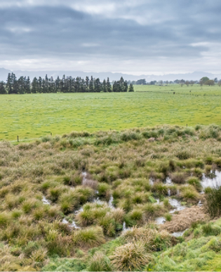 Wetland restoraton on farmland