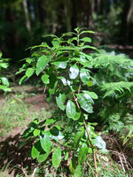 Young karamu in the forest