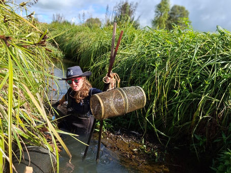 Retrieving minnow trap from stream