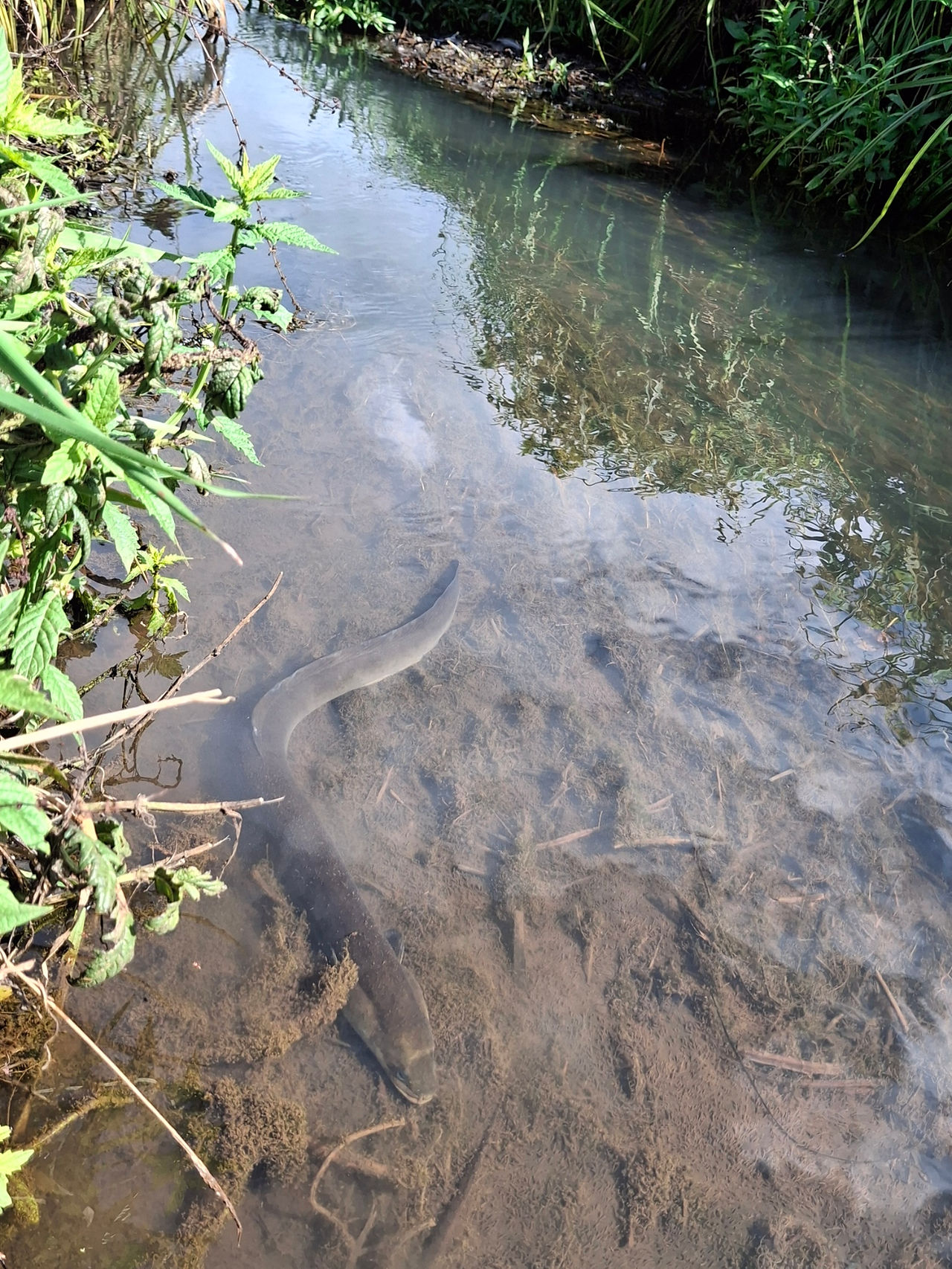 Tuna - Eel in farm stream