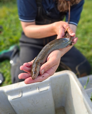 Short Fin Eel