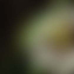 Vida selvagem no jardim: visitantes noturnos