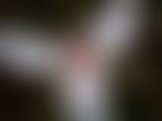 Conferencia anual de historia natural en los Berkshires: una tarde para celebrar la naturaleza local.