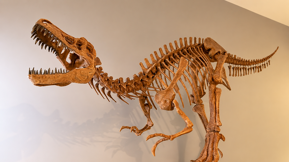 Berkshire Museum reabre tras millonaria renovación con un acuario dos veces más grande