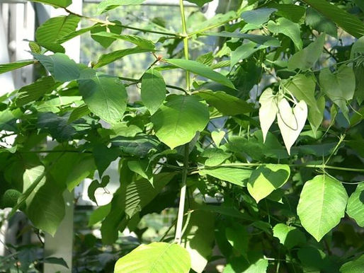 Orden de emergencia busca frenar la venta de productos de kratom