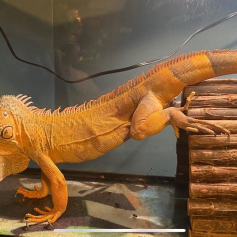 Iguana suelta ¿la has visto?