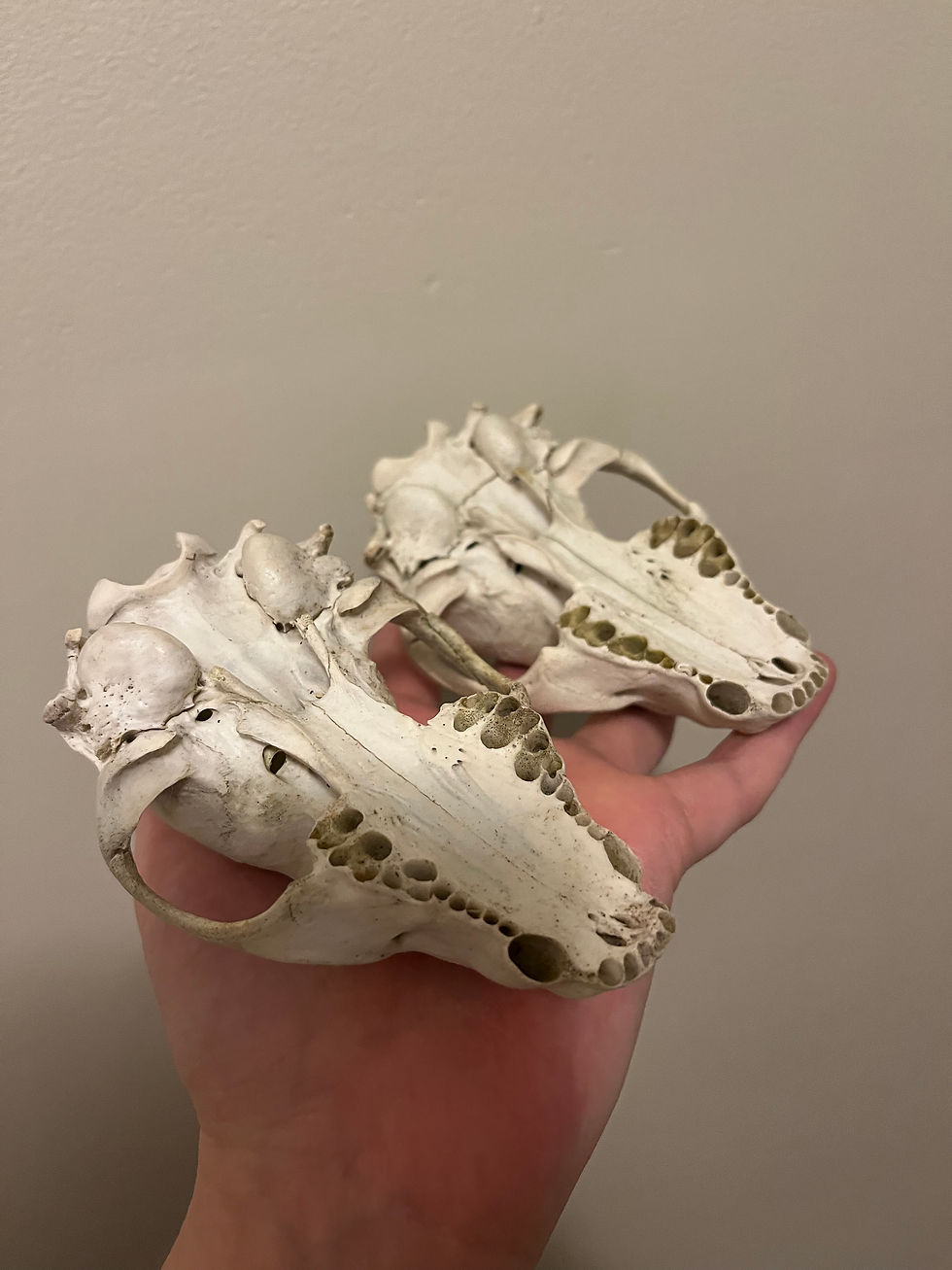 Thumbnail: Raccoon Skulls