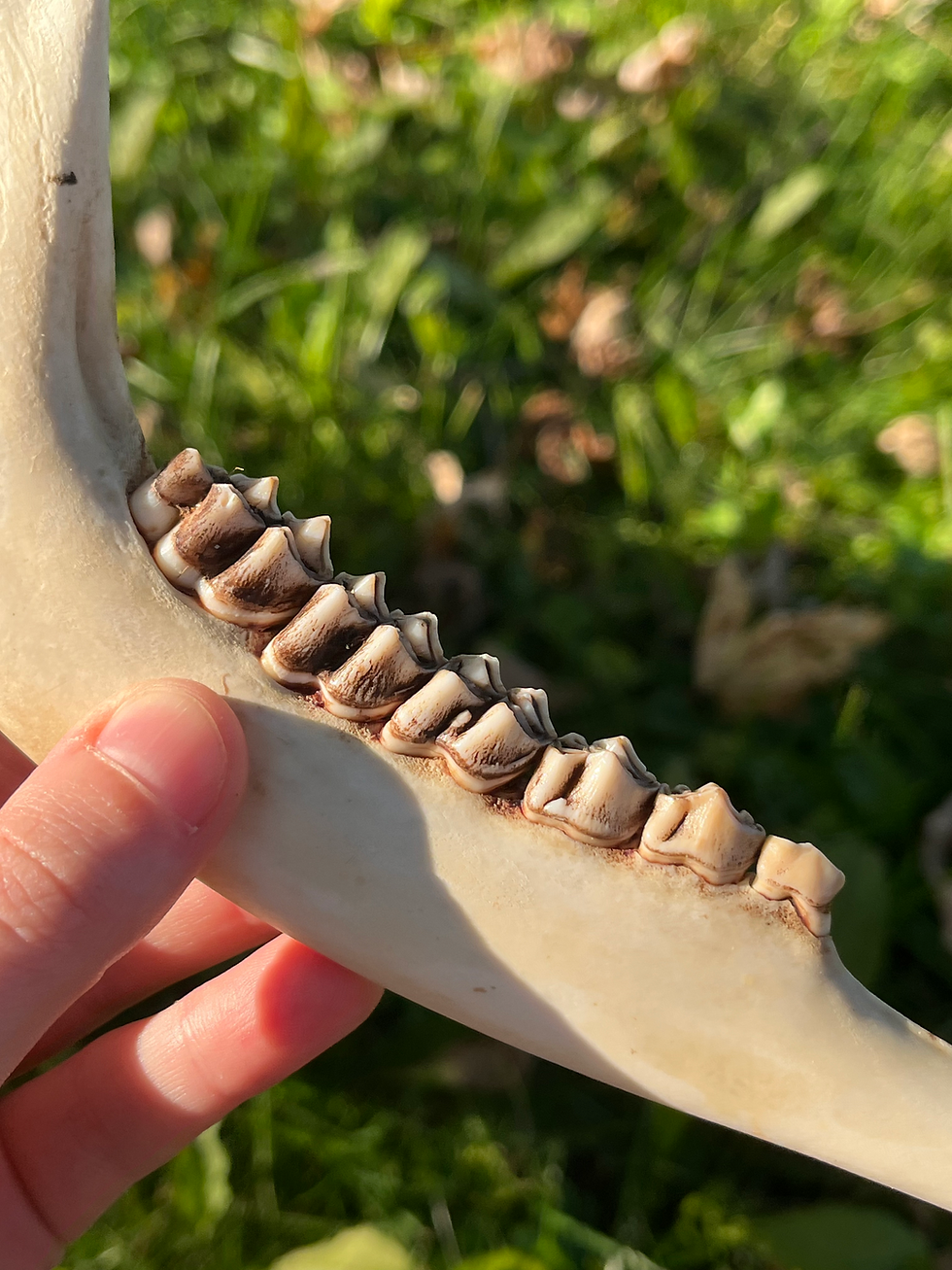 Thumbnail: Deer Jaw Halves