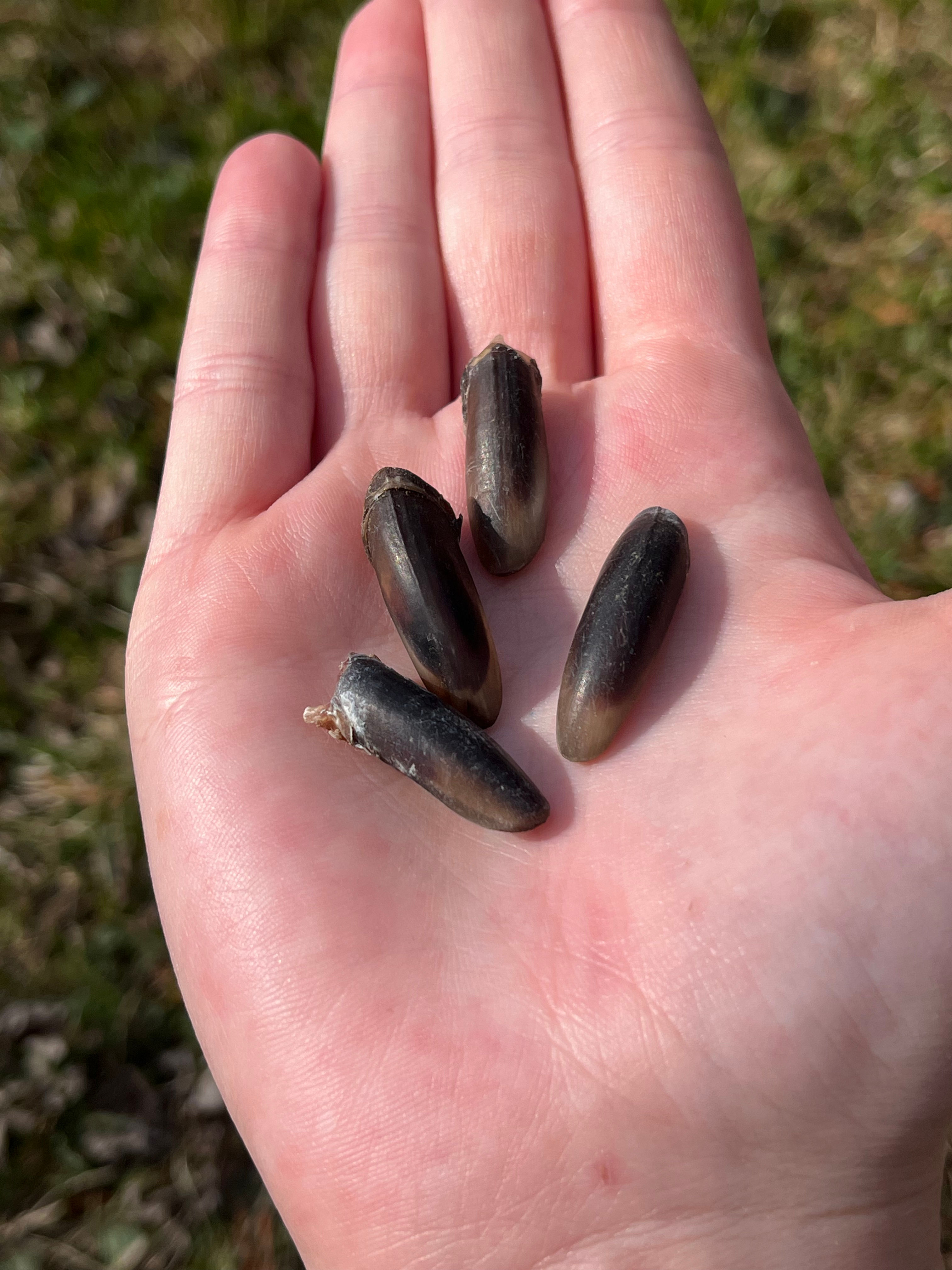 Beaver Claws