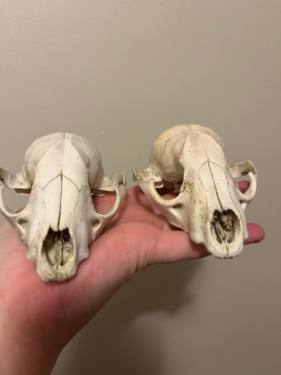 Thumbnail: Raccoon Skulls