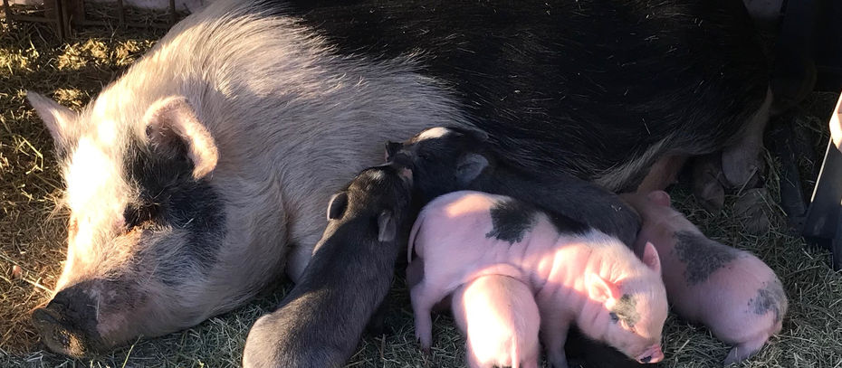 Mabel's Babies were born February 9th 2020
