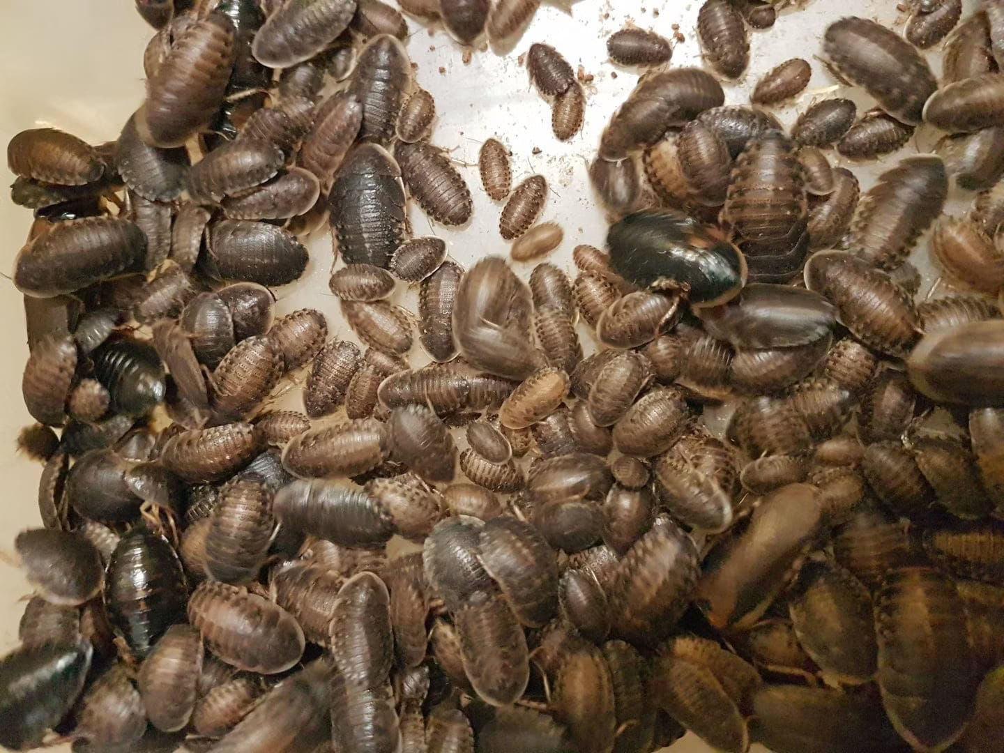 Beispielfoto:25 Stk. Dubia Schaben ( Mittel )