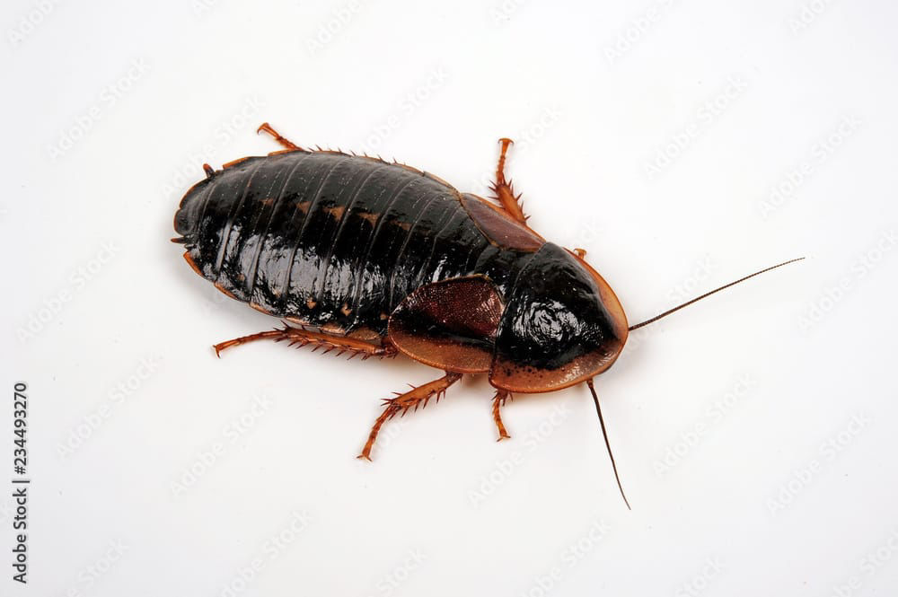 Beispielfoto:20 Stk. Dubia Schaben ( Groß )