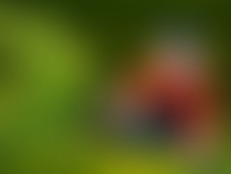 MANUTENTORI DEL VERDE - Intervento a sostegno delle imprese florovivaistiche