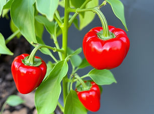 red Capsicum photo.jpg
