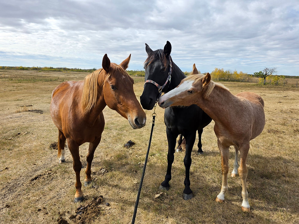 Three horses in a field, one nuzzling another