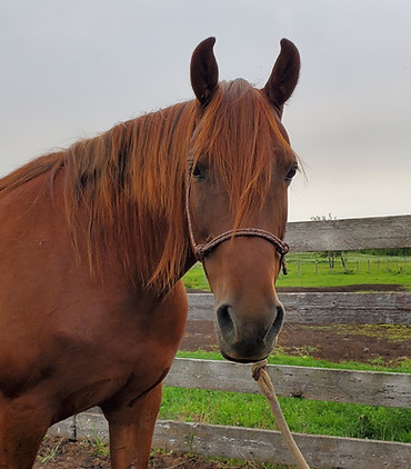 headshot of a red horse