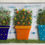 Thumbnail: Colourful Flowerpots Picture