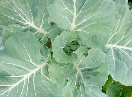 Cabbage Plant