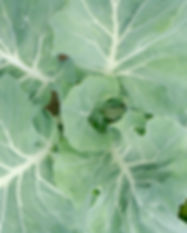 Cabbage Plant