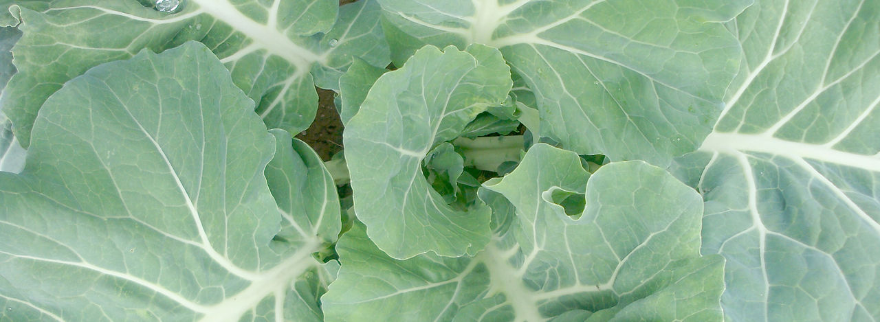repolho Vegetal