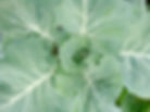 Cabbage Plant
