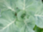 Fresh Green Leaves