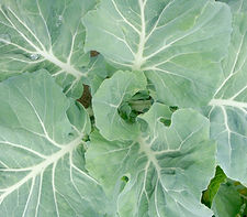 Cabbage Plant