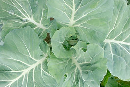 Cabbage Plant
