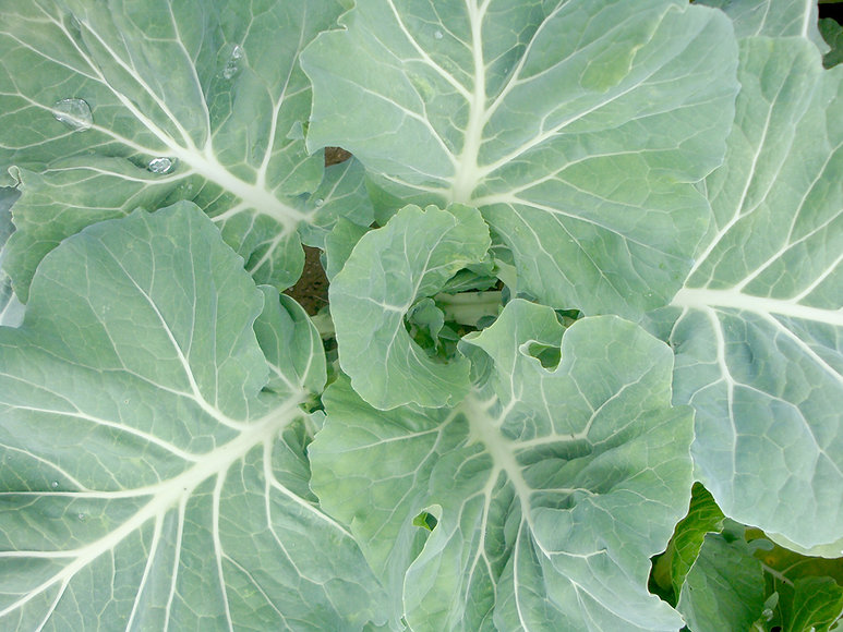 Cabbage Plant