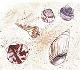 seashells.jpeg
