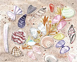 seashells 2.jpeg