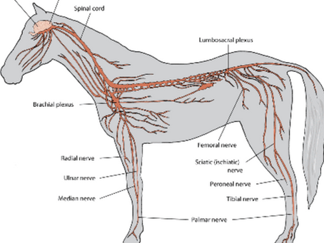 Gelding scars. The link between sports performance and discomfort.