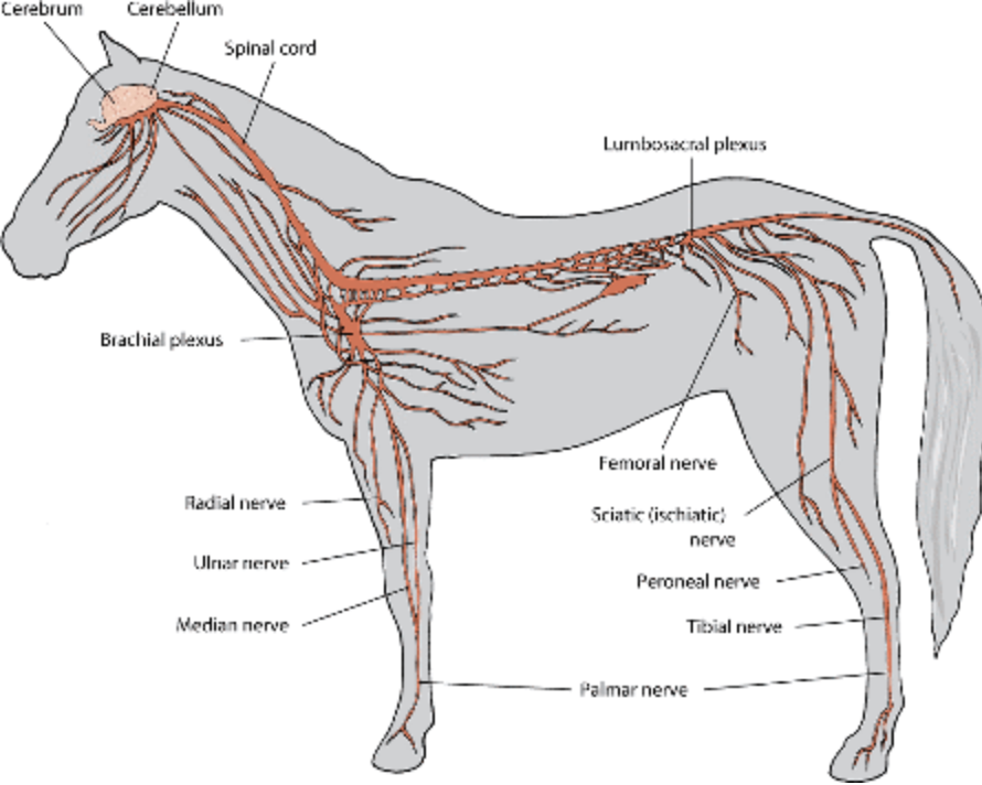 Gelding scars. The link between sports performance and discomfort.