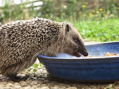 Feeding Hedgehogs in the Anthropocene