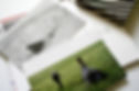 Issue no.13 / Animal