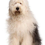 thoughts by the window