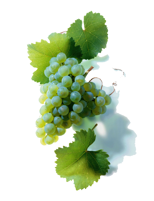 Rebsorte-Riesling.gif