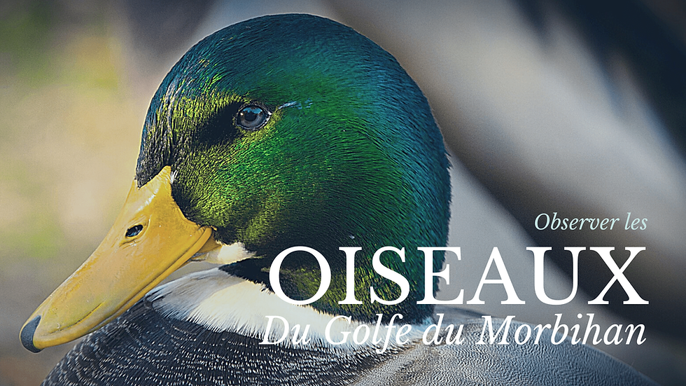 observer-oiseaux-golfe-du-morbihan