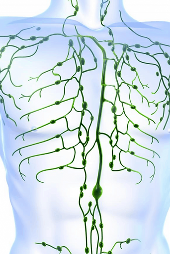 lymph system in the chest