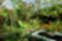 Interior_view_-_Marie_Selby_Botanical_Gardens_-_Sarasota,_Florida_-_DSC00855.jpg