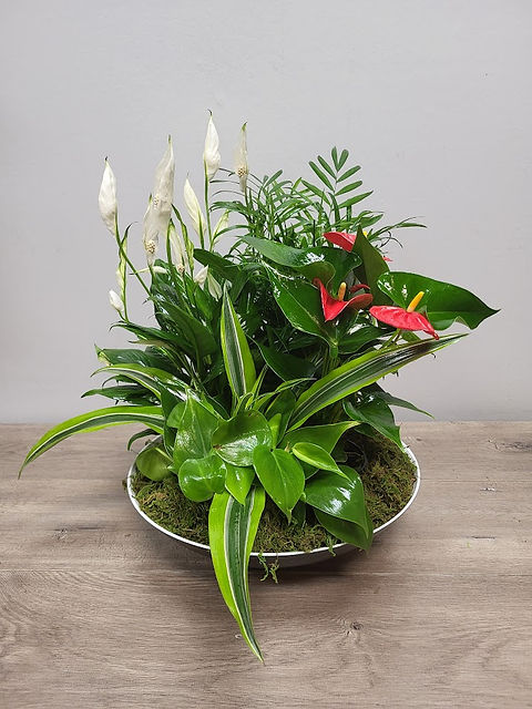 Slice of Paradise | Tiger Lily Floral