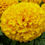 Thumbnail: Mango Marigold