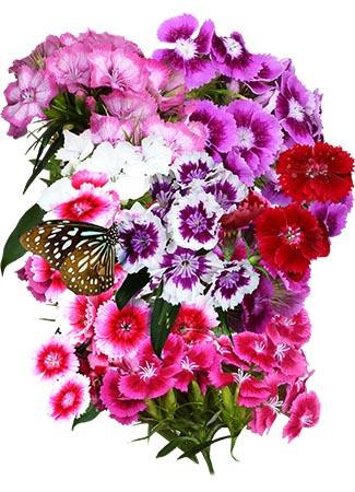 Watermelon & Sweet William