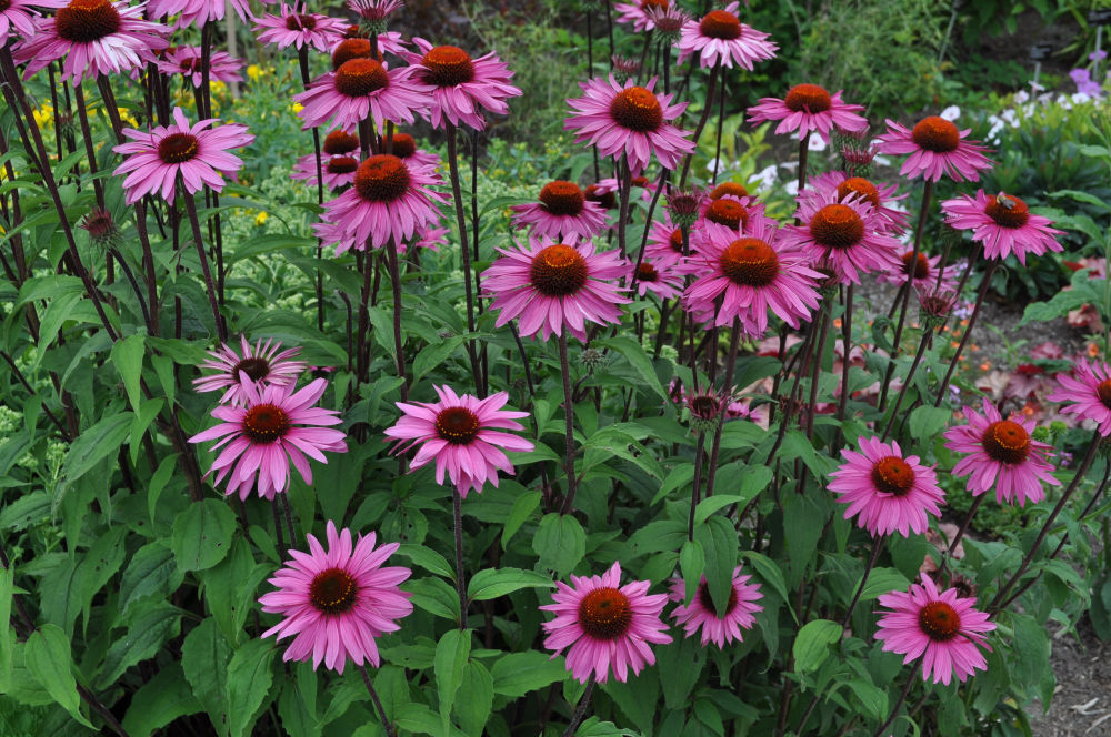 Blackberries & Purple Coneflower